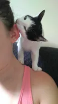 Tonico