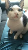 Tonico