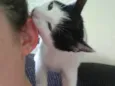 Tonico