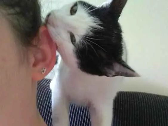 Gato ra a SRD idade 7 a 11 meses nome Tonico
