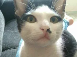 Gato raça SRD idade 7 a 11 meses nome Tonico