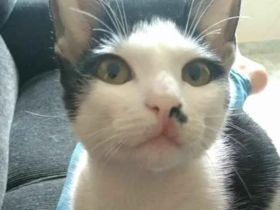 Gato ra a SRD idade 7 a 11 meses nome Tonico