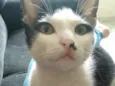 Tonico