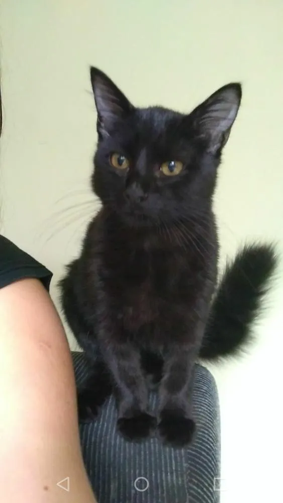 Gato ra a SRD idade 7 a 11 meses nome Pandora