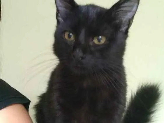 Gato ra a SRD idade 7 a 11 meses nome Pandora