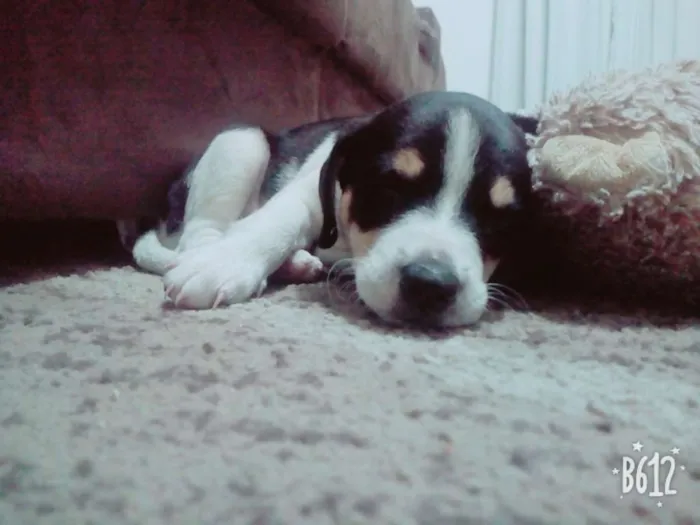 Cachorro ra a Rat terrier idade 2 a 6 meses nome Max