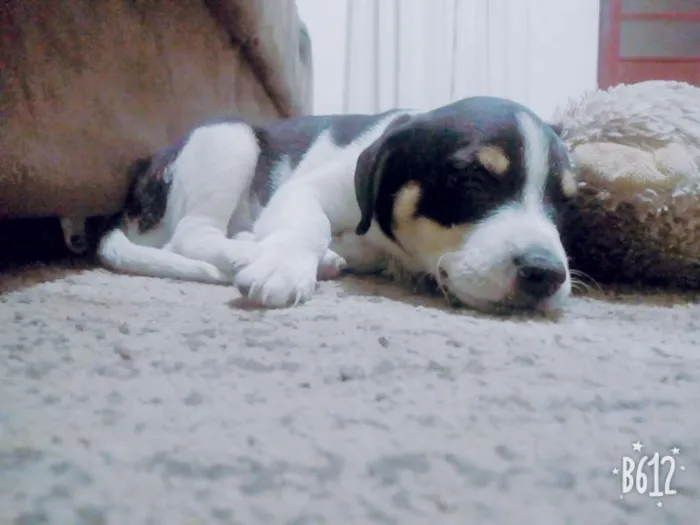 Cachorro ra a Rat terrier idade 2 a 6 meses nome Max