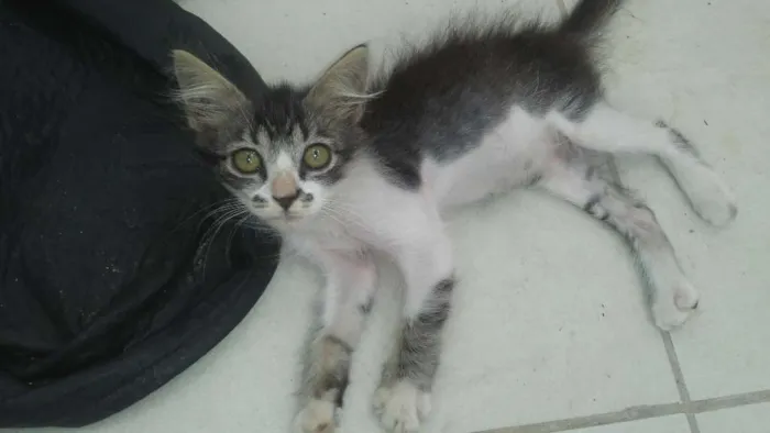 Gato ra a  idade Abaixo de 2 meses nome sem nome