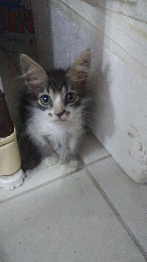 Gato ra a  idade Abaixo de 2 meses nome sem nome