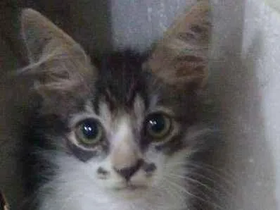 Gato ra a  idade Abaixo de 2 meses nome sem nome