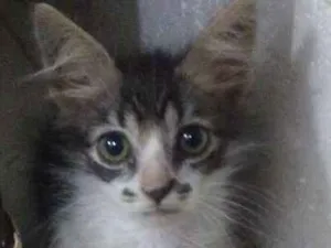 Gato raça  idade Abaixo de 2 meses nome sem nome