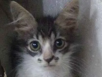 Gato ra a  idade Abaixo de 2 meses nome sem nome