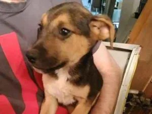 Cachorro raça SRD idade Abaixo de 2 meses nome Filhotes