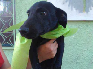Cachorro raça SRD idade 2 a 6 meses nome Luthor