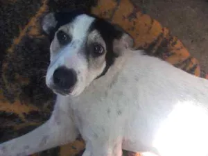Cachorro raça SRD idade 2 a 6 meses nome Estrela