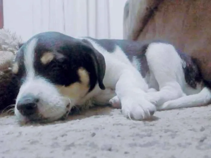 Cachorro ra a Rat terrier idade 2 a 6 meses nome Max