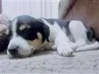 Cachorro raça Rat terrier idade 2 a 6 meses nome Max