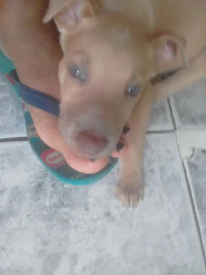 Cachorro raça Belga idade Abaixo de 2 meses nome Branca