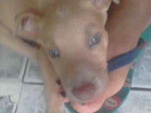 Cachorro raça Belga idade Abaixo de 2 meses nome Branca