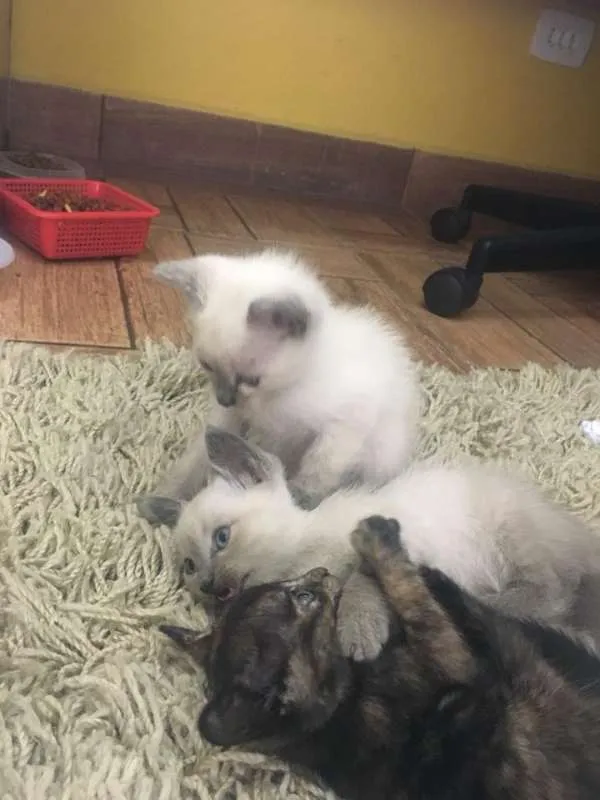 Gato ra a Indefinida idade Abaixo de 2 meses nome Gatinhas