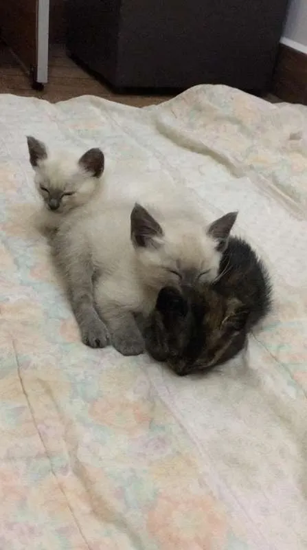 Gato ra a Indefinida idade Abaixo de 2 meses nome Gatinhas