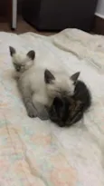 Gatinhas