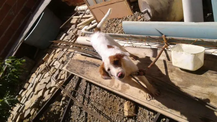 Cachorro raça Vira Lata idade 2 a 6 meses nome Bethoven