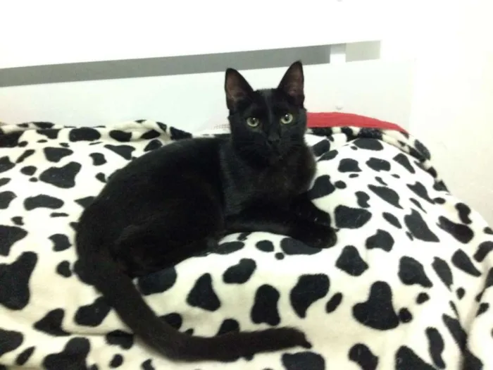 Gato ra a SRD idade 7 a 11 meses nome Sem nome