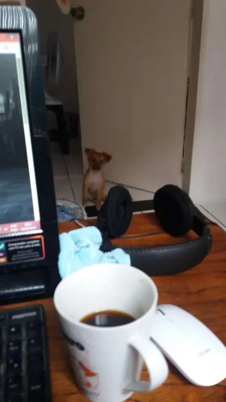 Cachorro raça SRD idade 2 a 6 meses nome Ava