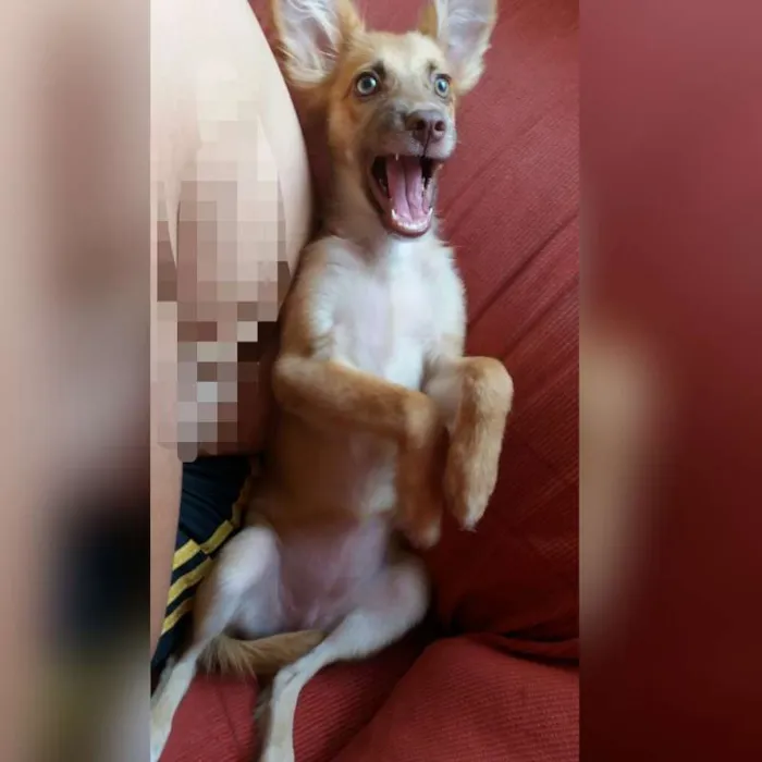 Cachorro raça SRD idade 2 a 6 meses nome Ava
