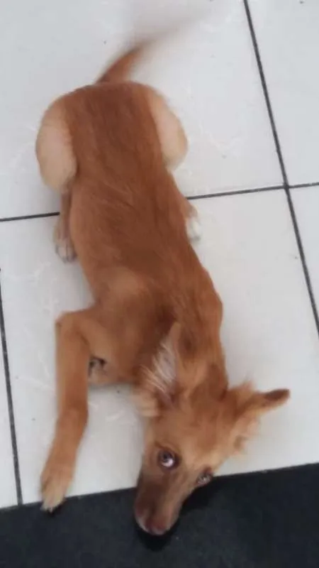 Cachorro raça SRD idade 2 a 6 meses nome Ava
