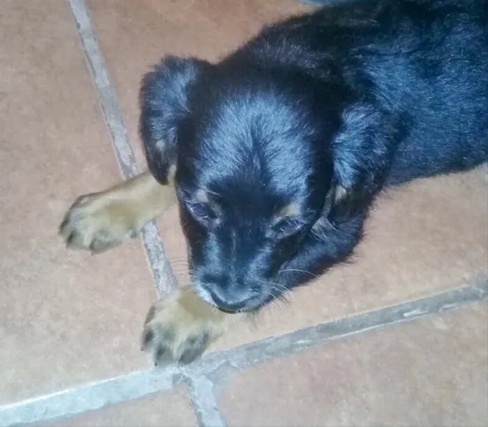 Cachorro ra a Sem raça definida idade 2 a 6 meses nome Black