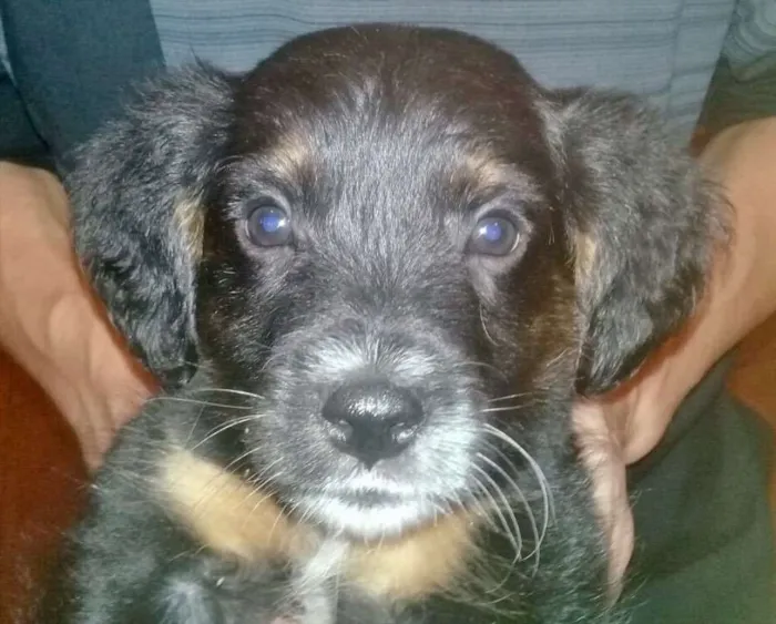 Cachorro ra a Sem raça definida idade 2 a 6 meses nome Black