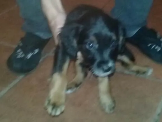 Cachorro ra a Sem raça definida idade 2 a 6 meses nome Black