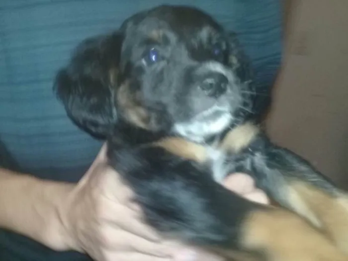 Cachorro ra a Sem raça definida idade 2 a 6 meses nome Black