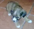 Cusquinho