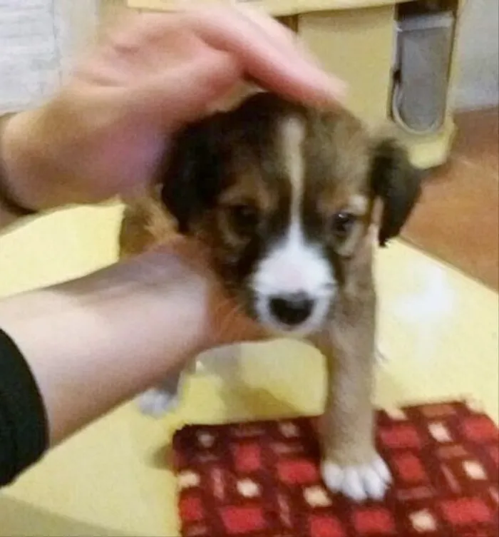 Cachorro ra a Sem raça definida idade Abaixo de 2 meses nome Cusquinho