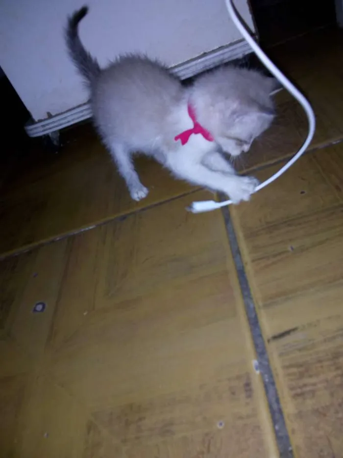 Gato ra a Desconhecida  idade Abaixo de 2 meses nome 2 fêmeas