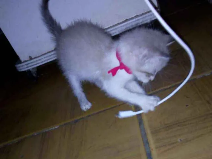 Gato ra a Desconhecida  idade Abaixo de 2 meses nome 2 fêmeas