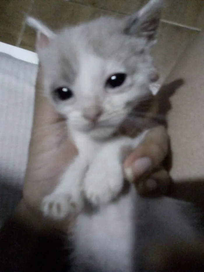 Gato ra a Desconhecida  idade Abaixo de 2 meses nome 2 fêmeas