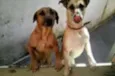 hulk e Jully