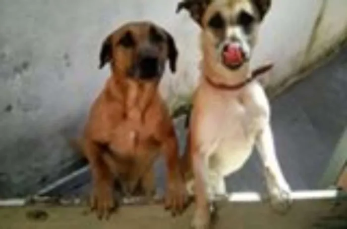 Cachorro ra a srd idade 4 anos nome hulk e Jully