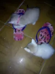 2 fêmeas