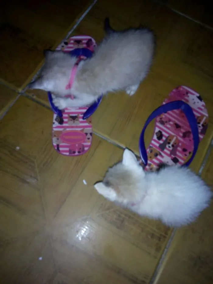 Gato ra a Desconhecida  idade Abaixo de 2 meses nome 2 fêmeas