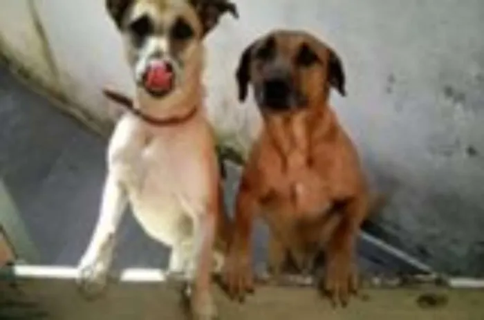 Cachorro ra a srd idade 4 anos nome hulk e Jully