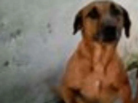 Cachorro ra a srd idade 4 anos nome hulk e Jully