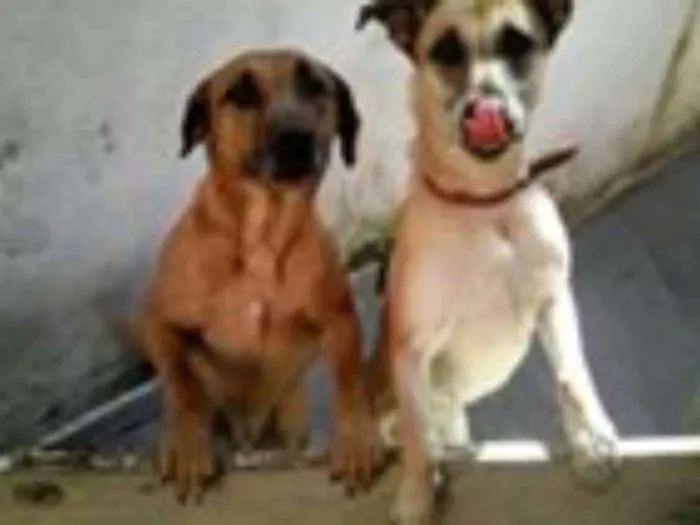 Cachorro ra a srd idade 4 anos nome hulk e Jully