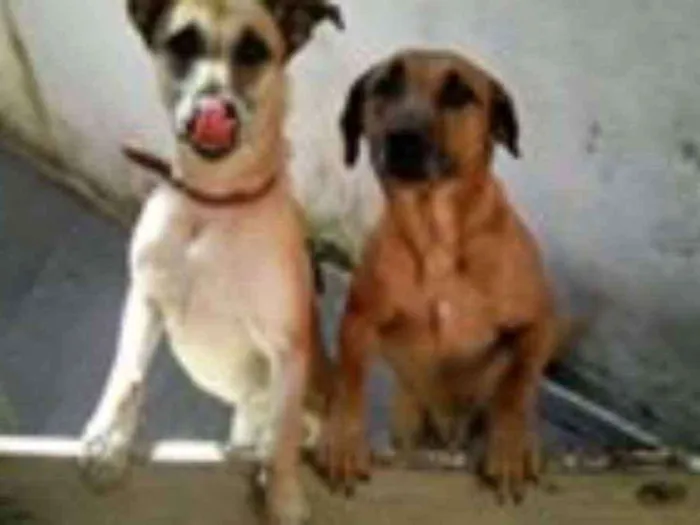 Cachorro ra a srd idade 4 anos nome hulk e Jully