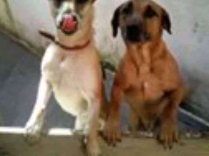 Cachorro ra a srd idade 4 anos nome hulk e Jully