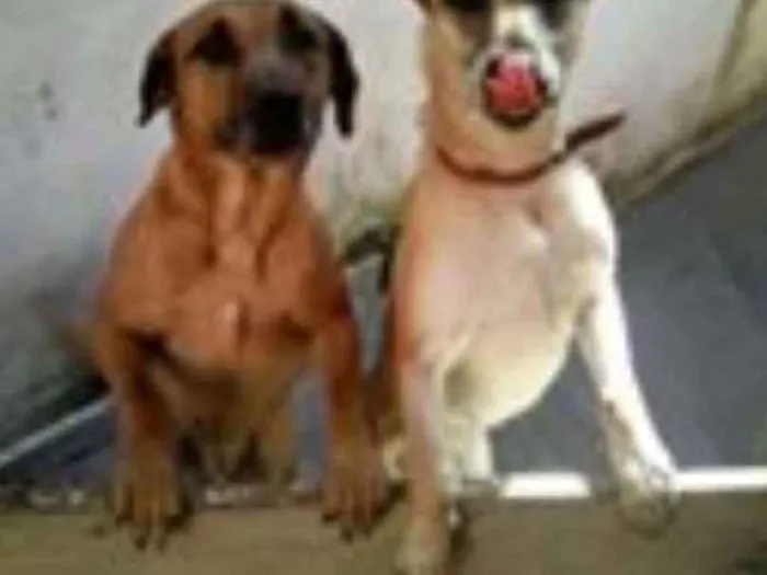 Cachorro ra a srd idade 4 anos nome hulk e Jully